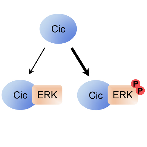 Figure from Paul et al. MBoC 2020